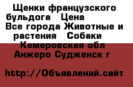 Щенки французского бульдога › Цена ­ 30 000 - Все города Животные и растения » Собаки   . Кемеровская обл.,Анжеро-Судженск г.